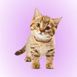 Biểu tượng Cat Soundboard